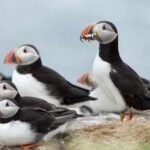 In 2002, Lundy began its rat-eradication project; puffins later rose from 13 in 2000 to 1,335, and more than 40,000 seabirds now nest on the island