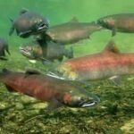 In 2024, four Klamath River dams came down, reopening habitat blocked for over a century; in two salmon runs, 21,052 Chinook moved upstream and reclaimed 88% of their historic range