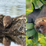 Scientists built artificial beaver dams for streams; bat activity rose 3.9 times and amphibians bred where they had been absent﻿ |
