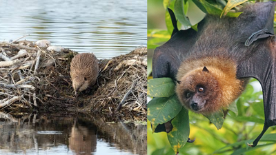 Scientists built artificial beaver dams for streams; bat activity rose 3.9 times and amphibians bred where they had been absent﻿ |