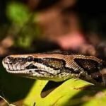 Scientists develop DNA markers to detect Burmese pythons in southern Florida waters, but finding the snakes remains difficult |