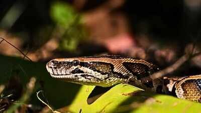Scientists develop DNA markers to detect Burmese pythons in southern Florida waters, but finding the snakes remains difficult |