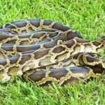 Scientists developed a DNA test for four invasive snakes in Florida; Burmese python DNA was detected in water five minutes after exposure |