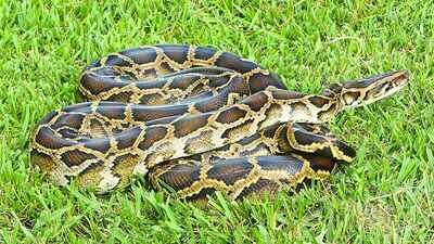 Scientists developed a DNA test for four invasive snakes in Florida; Burmese python DNA was detected in water five minutes after exposure |