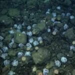 Scientists discovered an underwater city of 20,000 octopus nests deep inside California coast; largest known nursery on the planet