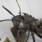 Scientists found a fungus that turns ants into ‘zombies’, forcing them to bite leaves and die so the parasite can spread |