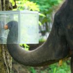 Scientists in Thailand hid fruits in an opaque box; 16 Asian elephants learned to navigate it for rewards and followed it along
