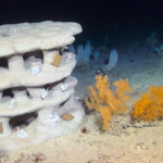 Scientists placed 23 3D-printed reefs up to 1,100 metres underwater to test whether damaged coral habitats can recover |