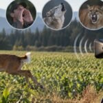 Scientists played human shouts, wolf and cougar calls near British Columbia crop fields; deer fled 64% of the time from human voices, but quickly learned to ignore the deterrents