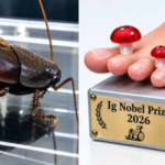 Scientists studied cockroach milk and won an Ig Nobel Prize for it; crystals inside contain a dense store of nutrients﻿ |