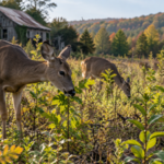 Scientists studied deer for 18 years in abandoned New York farm fields; 280,674 seedlings revealed how browsing could delay forest recovery |