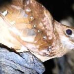 Scientists tracked 21 oilbirds in Venezuela, and five disappeared from their cave for up to 73 days to stay closer to food |