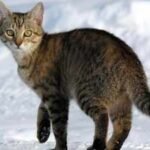 Scientists tracked 925 pet cats across six countries; most stayed within small home ranges but had a large local impact on wildlife |