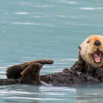 Sea otters returned to a polluted California estuary in 1984; eelgrass expanded 600%, while marsh-edge erosion later slowed by 69% on average