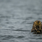 Sea Otters were successfully reintroduced in Canada after their extinction due to fur trade, protecting the kelp populations; but now they are threatening a 'local delicacy'