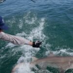 Jaws’ territory is now a great white nursery: 18 young sharks found off New York’s Hamptons as scientists investigate why they keep returning