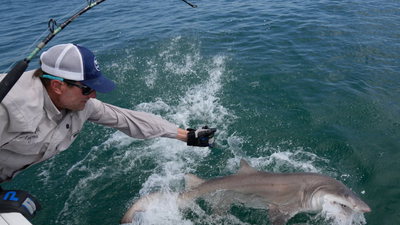 Jaws’ territory is now a great white nursery: 18 young sharks found off New York’s Hamptons as scientists investigate why they keep returning