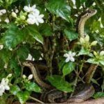 Do you think jasmine attracts snakes? 4 garden myths that aren’t what they seem