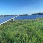 Solar farms with taller grass, wildflowers and hedgerows supported more birds; study recorded 35.1 per 4 hectares |
