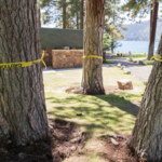 Someone has been secretly poisoning Lake Tahoe trees since 2022 as 28 are already targeted; now community offers $147,000 to catch culprit | World News