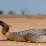 1950: Kevin Budden, a 20-year-old photographer, was dying from a taipan snake bite when he insisted the snake be saved; five years later, its venom helped save a boy’s life