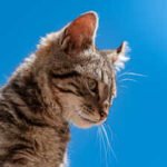 Scientists analysed DNA from 38 wild cats and discovered one was a species nobody had recognised; the 3-pound Bolivian cat is the first new living feline described in over a century
