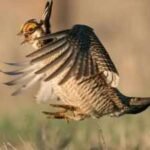 Colorado had more than 80,000 lesser prairie-chickens in 1975 but counted only 89 breeding males in 2024; a land trust has now spent nearly $2 million on a 2,100-acre ranch to help bring them back