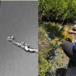 Scientists found a new amoeba in California's Lassen Volcanic National Park that can reproduce at 145°F, stay active at 147°F and recover after five minutes at 158°F, setting a new heat record for complex life