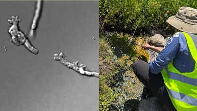 Scientists found a new amoeba in California's Lassen Volcanic National Park that can reproduce at 145°F, stay active at 147°F and recover after five minutes at 158°F, setting a new heat record for complex life