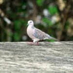 Britain’s turtle doves lost 98% of their population since the 1960s; in 2026, conservationists released 30 birds and one began laying eggs