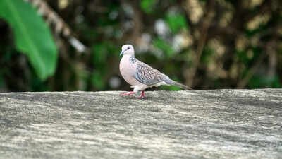 Britain’s turtle doves lost 98% of their population since the 1960s; in 2026, conservationists released 30 birds and one began laying eggs