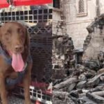 Meet Joey: The 2-year-old Los Angeles rescue dog credited with finding 3 people alive beneath earthquake rubble is now up for a national hero award