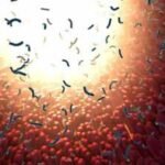 Scientists found hidden populations within common gut bacteria that can spread internationally within decades and are associated with ageing, colorectal cancer, IBD and type 2 diabetes