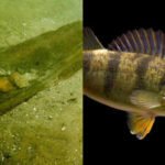 Aquatic Ecosystem Health: Scientists removed more than 70% of underwater logs from one half of a Wisconsin lake; within 2 years its once-dominant yellow perch population had nearly disappeared