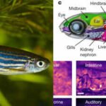 Scientists built a system that watches activity across nearly every cell of a living vertebrate at once; transparent zebrafish revealed body-wide signals moving between organs