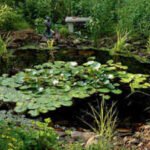 In 2017, a 14-year-old Virginia girl dug a backyard pond for a school project; 9 years later, it has become a thriving wildlife ecosystem