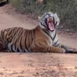 Tiger naps in middle of Ranthambore road as safari jeeps wait; foreign tourist calls it 'Classic India' moment, shares video
