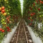 For 20 years, Jersey City neighbors grew tomatoes and peppers on a private lot; after building permits were issued, council voted 7-0 to advance a $1.2 million purchase to save the garden