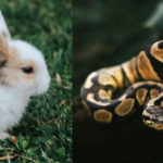 University of Florida researchers are using high-tech decoy rabbits that mimic prey signals to lure Burmese pythons out of Everglades hiding spots﻿ |