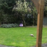 Three siblings in Essex cut down their neighbours’ 33-foot Leylandii trees after a boundary row; the dispute ended with about £30,500 in damages and £178,668 in the neighbours’ legal costs