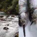 From 1915 to 1972, Mount Rainier stocked more than 9 million fish into naturally fishless waters; today 35 mountain lakes still hold breeding non-native populations that displace amphibians and alter ecosystems