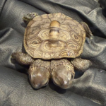 Volunteers at a protected Cape Cod nesting site found a rare diamondback terrapin hatchling with two heads; the tiny turtle weighed about as much as a nickel and is now being monitored by wildlife veterinarians