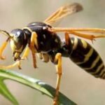 Britain’s wasps are unusually scarce this summer; researchers cannot find enough for experiments, and the few seen are unusually small