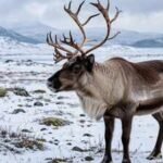 Why reindeer eyes turn deep blue in winter and how it helps them see in Arctic twilight |