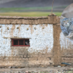 World’s “grumpiest cat” moved into a Ladakh couple’s home with 3 kittens; family gave up their house so she could raise them |