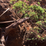 World's last known wild Chilean tree daisy gets a lifeline as conservationists use ropes to support its only survivor and two seedlings arrive at a Scottish garden |