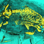 165-million-year-old fossil from China reveals mammal ancestor that swam and swallowed like mammals