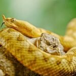 5 snakes you could walk past without noticing: Meet nature’s masters of camouflage