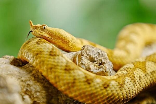 5 snakes you could walk past without noticing: Meet nature’s masters of camouflage