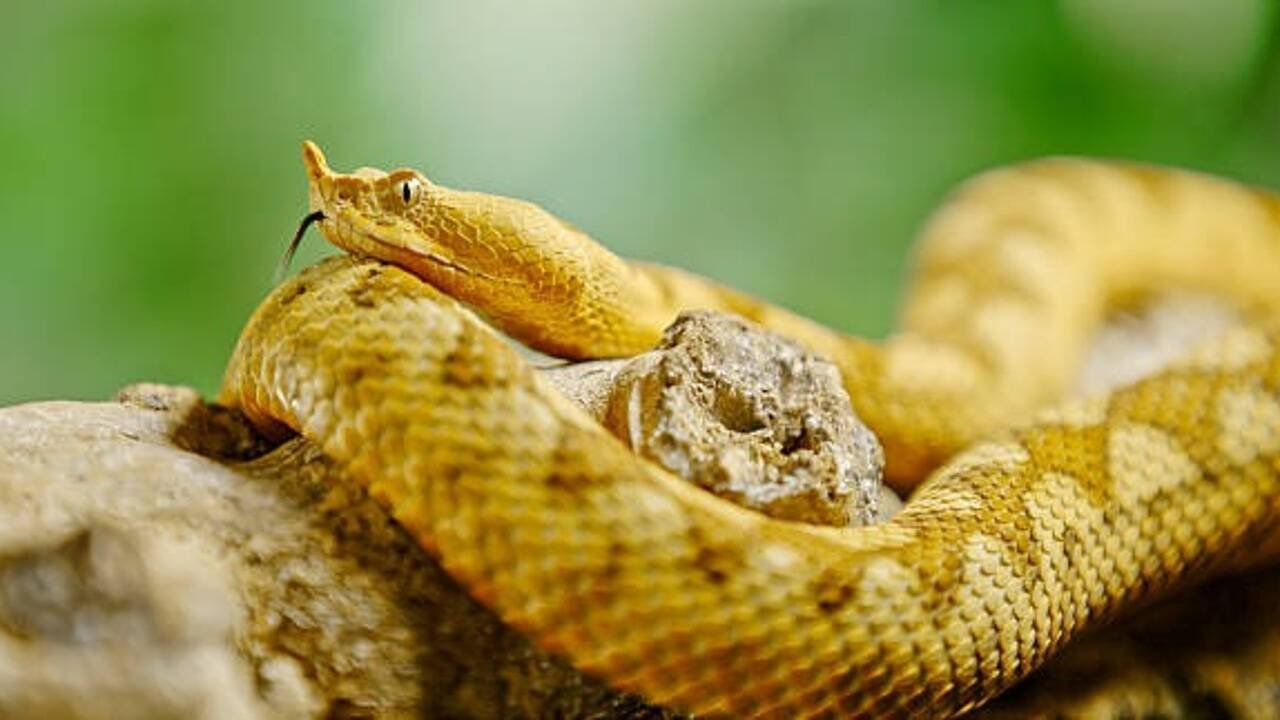 5 snakes you could walk past without noticing: Meet nature’s masters of camouflage